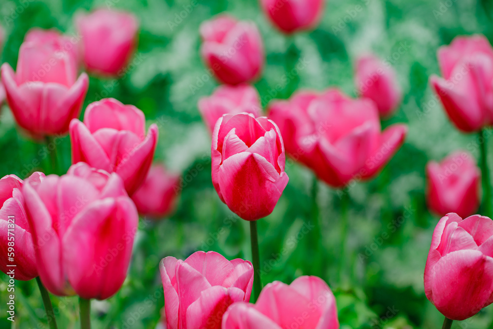 Tulips, buds with pink petals close-up, selective focus Tulips, buds with pink petals close-up, selective focus