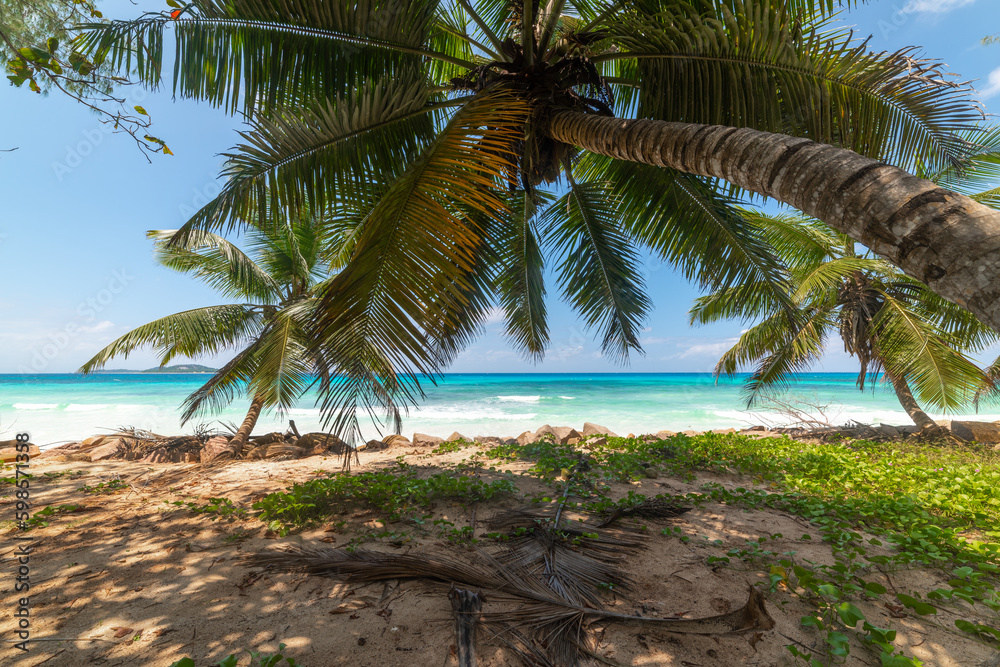 Palm tree by the sea in Anse Kerlan beach
