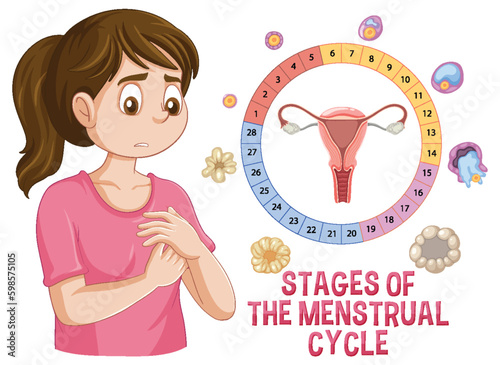 Stages of The Menstrual Cycle