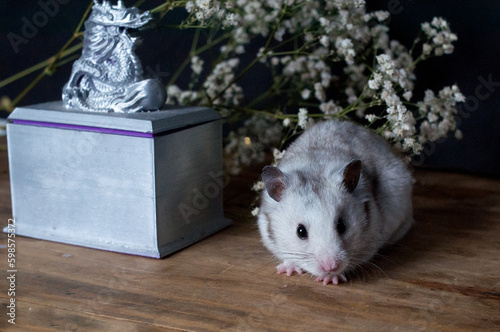 syriam hamster  in a cage photo