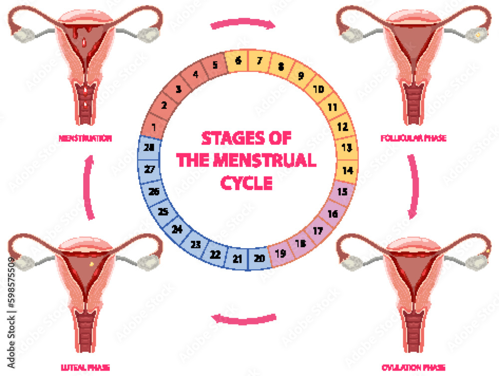 Stages of The Menstrual Cycle Stock Vector | Adobe Stock