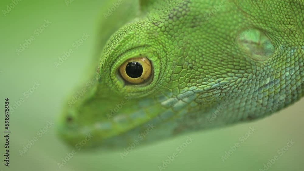 Closeup of Double-crested Basilisk, (Basiliscus plumifrons), on branch, Costa Rica - stock video Closeup of Double-crested Basilisk, (Basiliscus plumifrons), on branch, Costa Rica - stock video