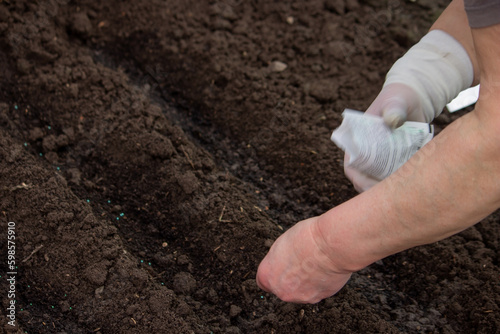 close-up of a farmer's hand sowing cabbage.