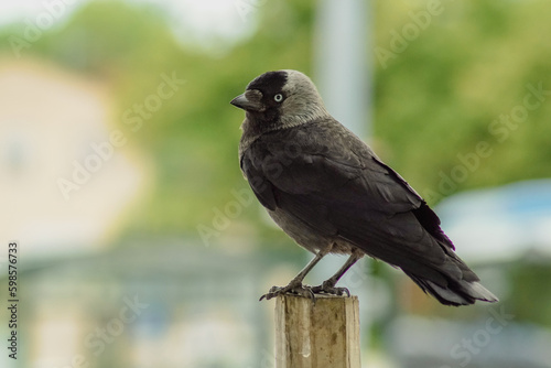 bird on a fence