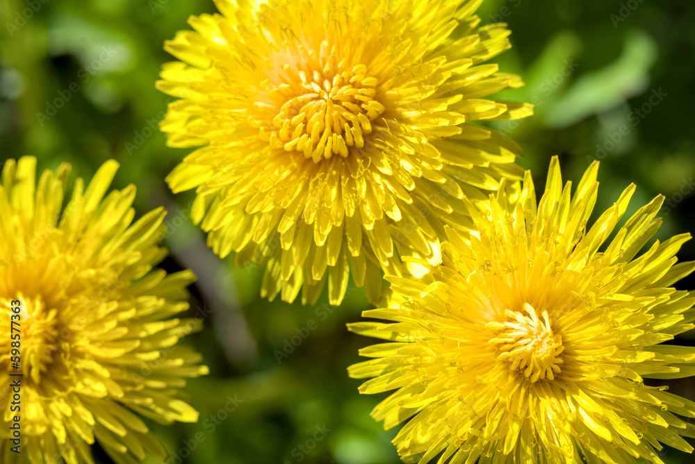 Photo of dandelion flowers background