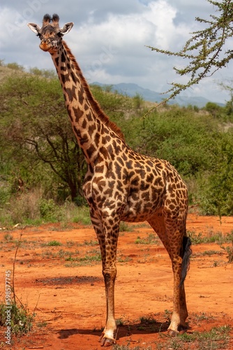 giraffe in the wild © Paweł
