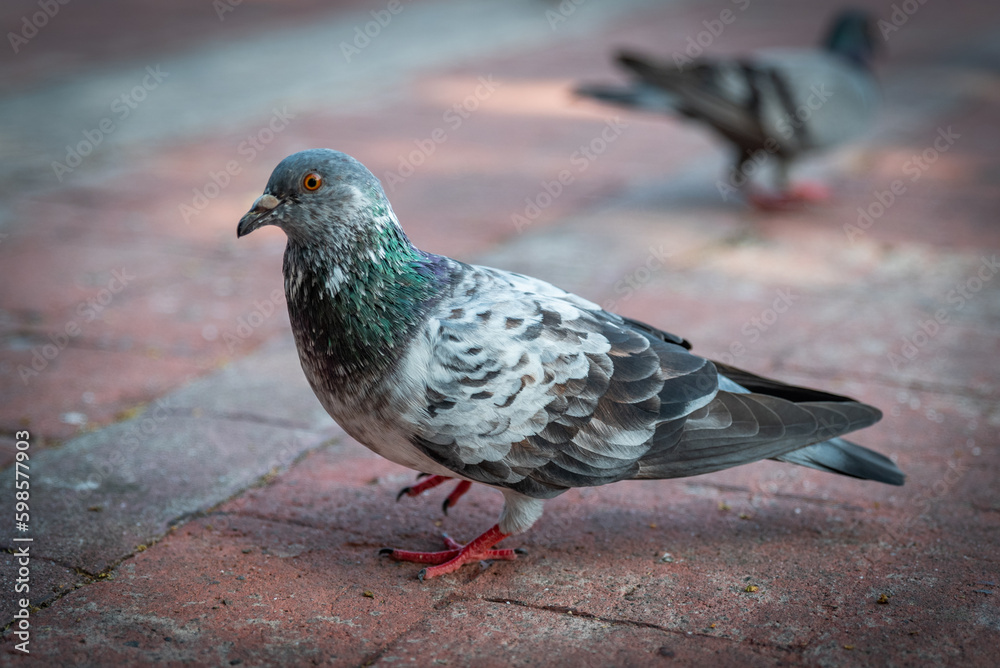 Pigeons feeding on bread crumbs at the Park Pigeons feeding on bread crumbs at the Park