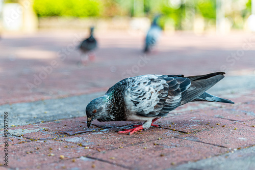 Pigeons feeding on bread crumbs at the Park
