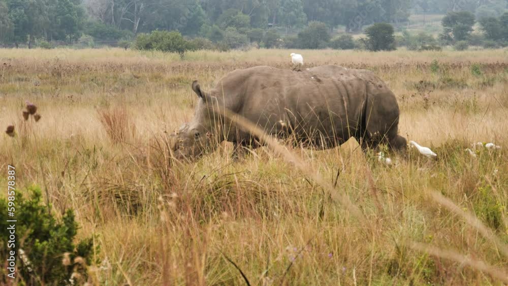 White Rhino with Cattle Egret on back walks through dry grass in Rietvlei nature reserve. White Rhino with Cattle Egret on back walks through dry grass in Rietvlei nature reserve.