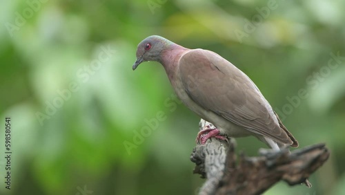 Pale-vented pigeon (Patagioenas cayennensis)  sitting in a tree, Costa Rica photo