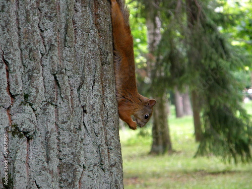 A squirrel is hanging on a tree and is looking up at the ground. Peterhof, Russia.