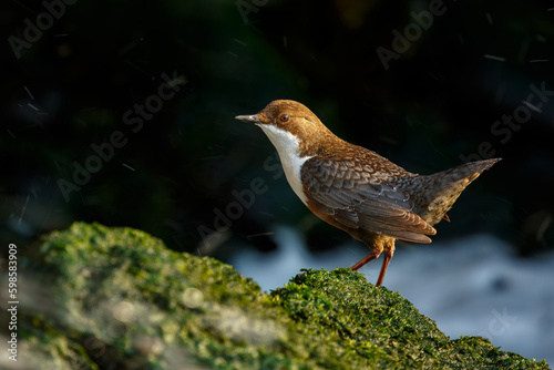 Bird in golden light standing on the rock covered with green moss surrounded with spurting water. Symbol of clean water. White-throated dipper, Cinclus cinclus, wildlife, Slovakia.