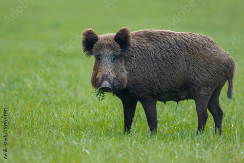 Wild boar female on the green background with mouth full of grass. Symbol of maternity. Sus scrofa, wildlife, Slovakia.
