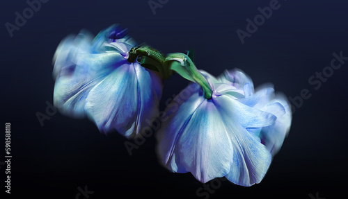 Fototapeta Naklejka Na Ścianę i Meble -  Blue Iris Twin Flowers, Macro Photography Floral Abstract Background Art