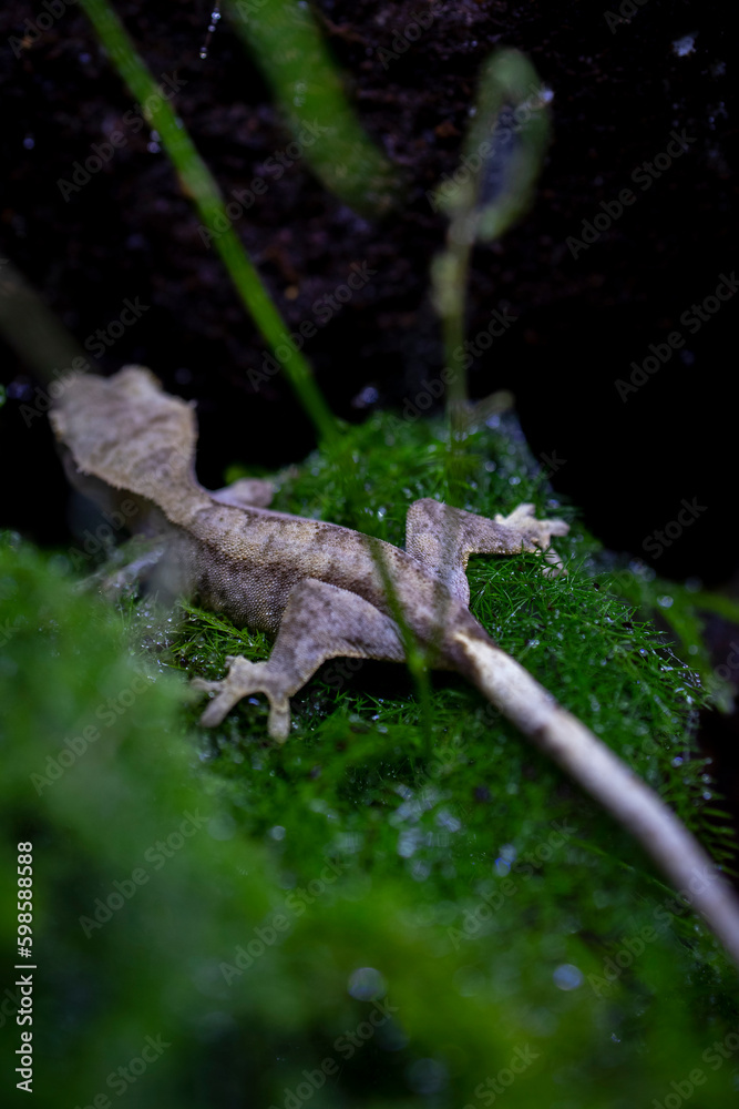 Reptile Crested Gecko in nature with beautiful colors in large terrarium Reptile Crested Gecko in nature with beautiful colors in large terrarium