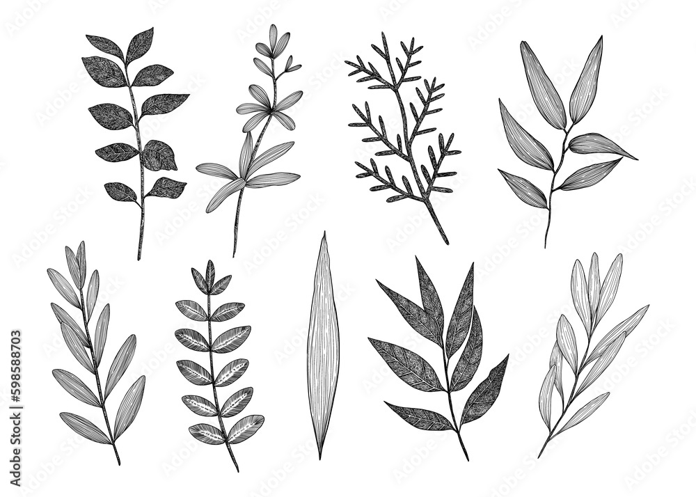 A set of different twigs. Collection of branches. Hand-drawn. Graphics. Engraving