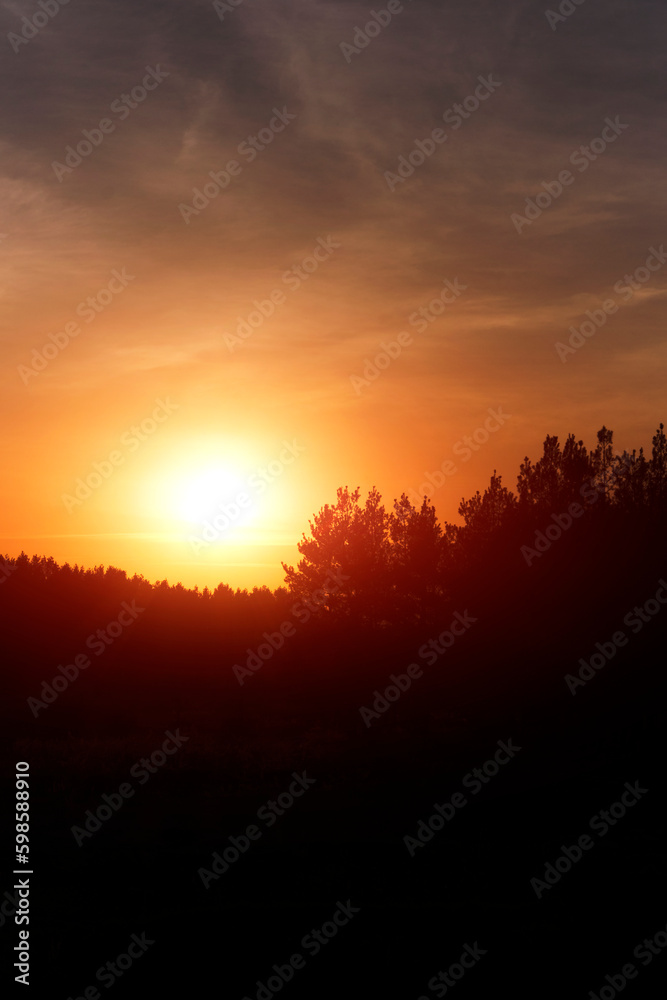 Silhouette pine forest against background bright orange sunset.
