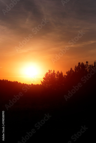 Silhouette pine forest against background bright orange sunset.