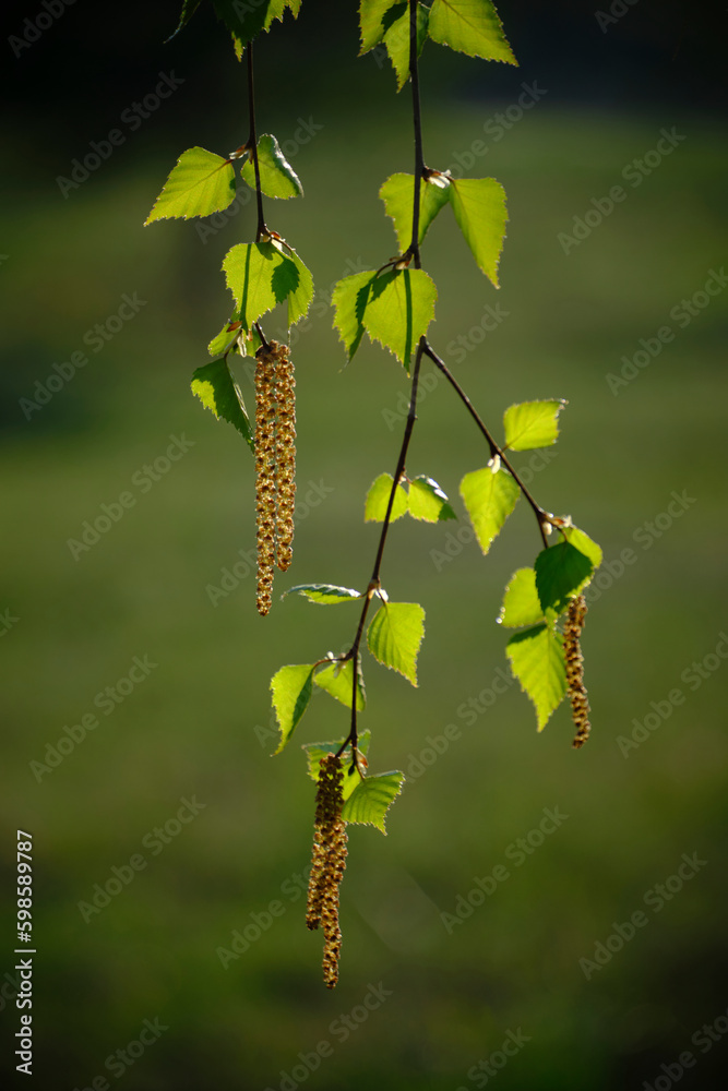 Fototapeta premium Birch branch with buds and fresh green foliage.