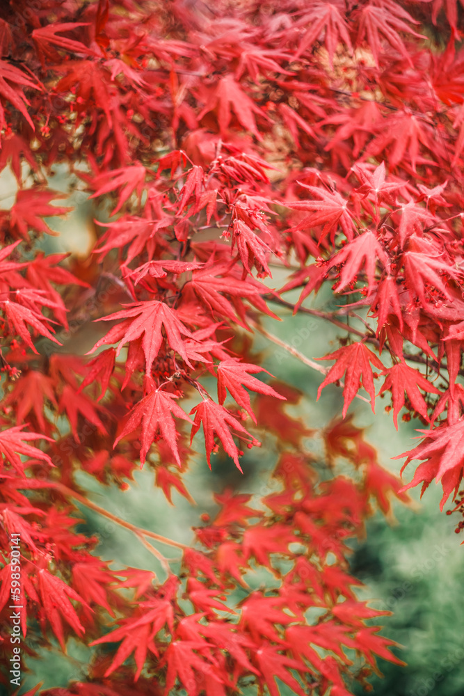 bright Canadian Japanese red maple on the background of greenery in the park bright Canadian Japanese red maple on the background of greenery in the park