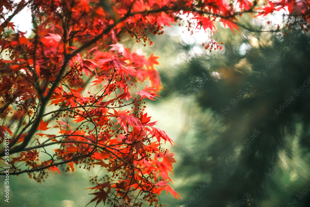 bright Canadian Japanese red maple on the background of greenery in the park bright Canadian Japanese red maple on the background of greenery in the park