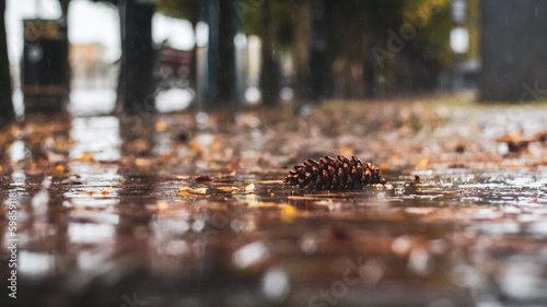 Autumn leaves and fallen pine cone on the ground in rainy weather
