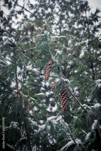 Pine cones hanging on a snowy wintery tree