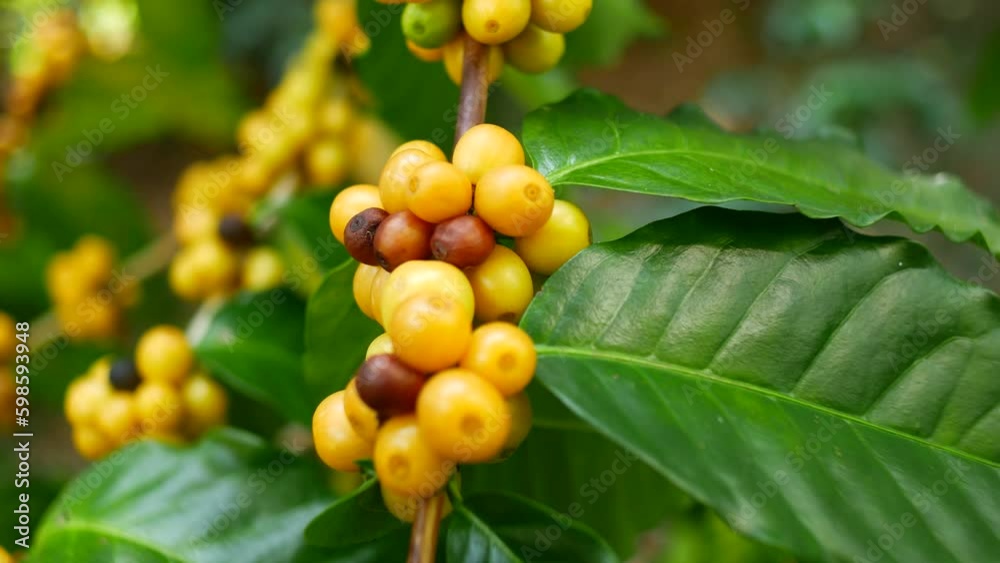 Raw coffee grows on a tree in Thailand Generative AI Raw coffee grows on a tree in Thailand Generative AI