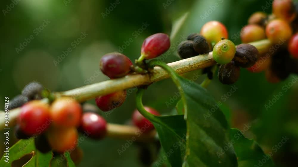 Raw coffee grows on a tree in Thailand Generative AI Raw coffee grows on a tree in Thailand Generative AI