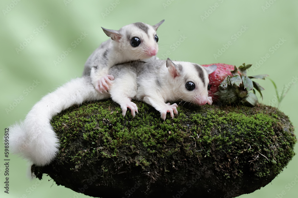 Two young sugar gliders are eating strawberries that have fallen to the