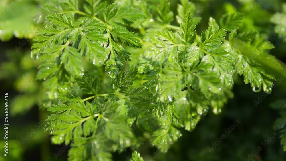 Green leaves of a plant after rain. Drops of water drip from branches and leaves. Green leaves of a plant after rain. Drops of water drip from branches and leaves.
