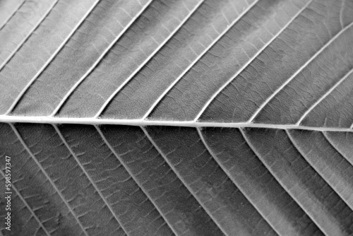 Natural leaf texture in black and white