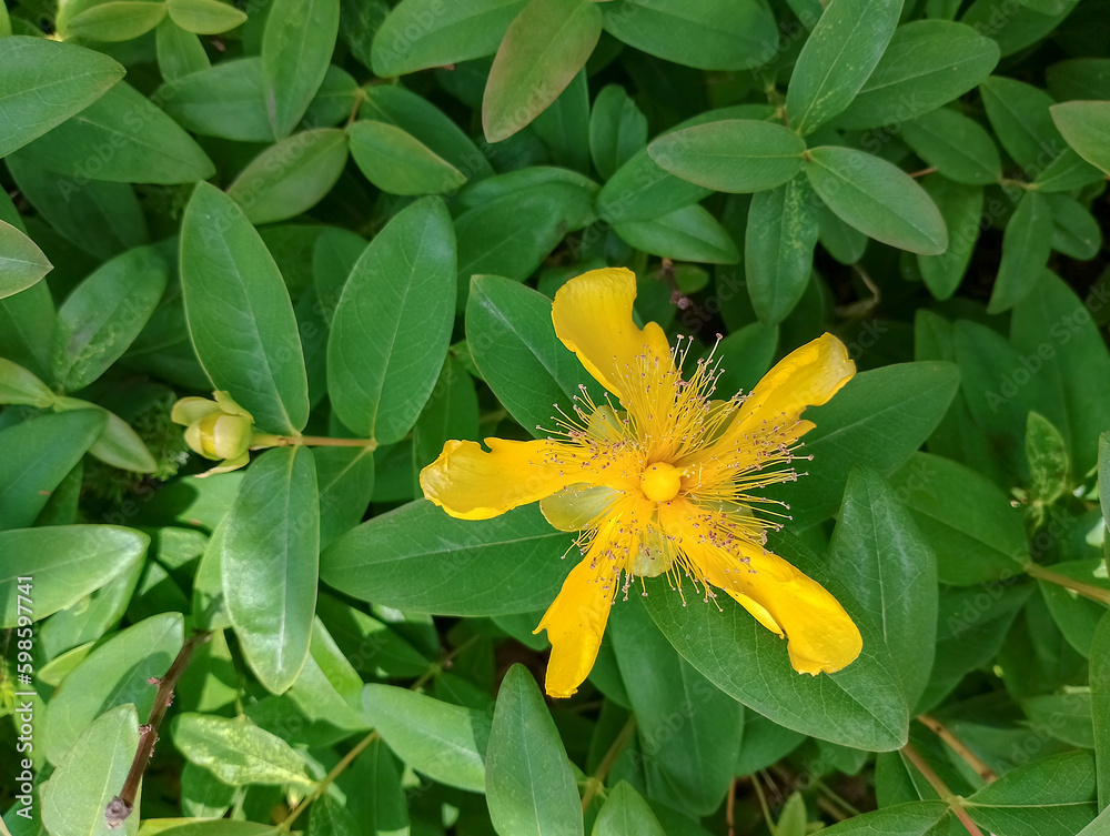 Fototapeta premium yellow flower in the garden