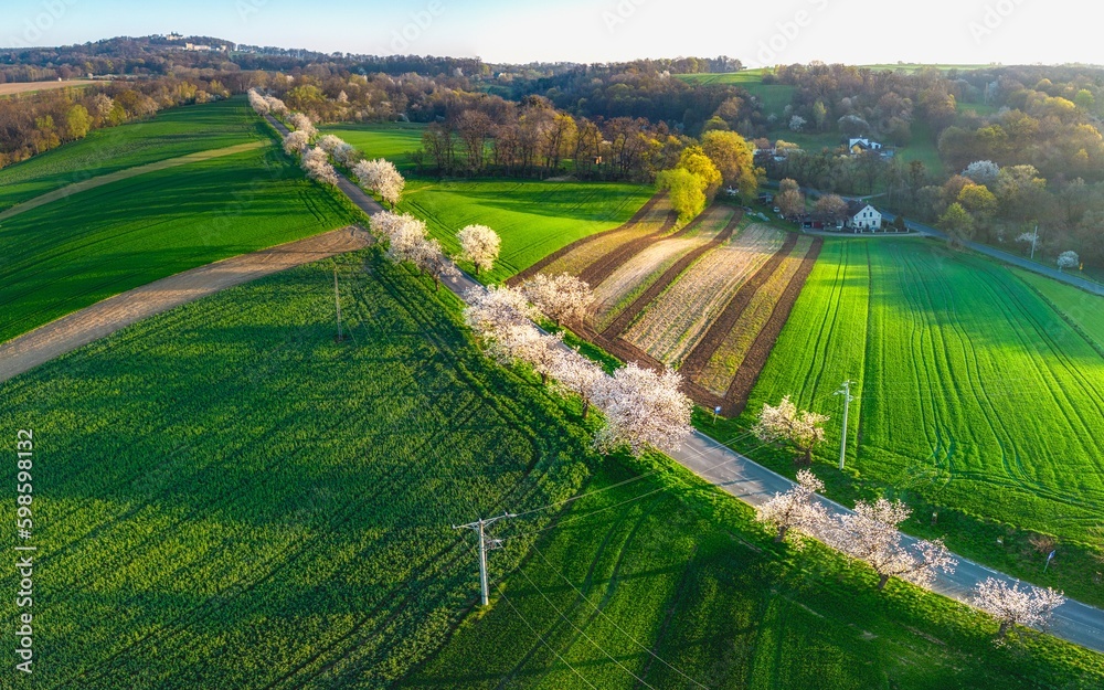 wiosenne pejzaż wiejski z kwitnącymi drzewami owocowymi i zielonymi polami w Europie