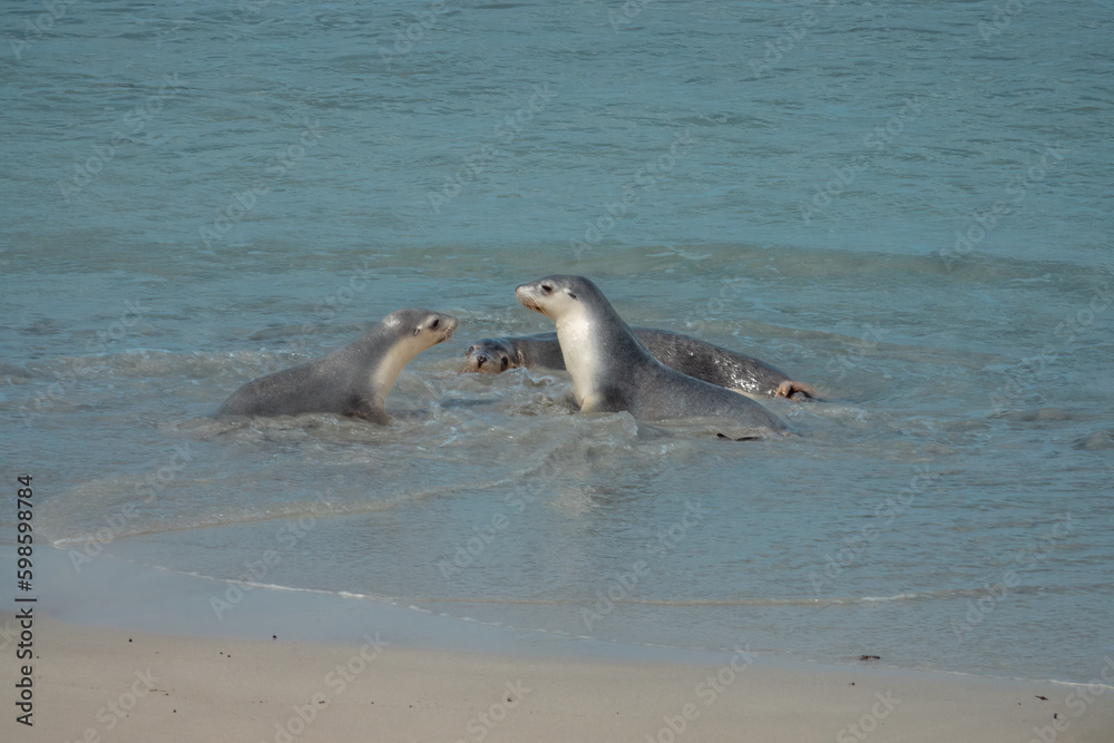 Fototapeta premium Australian sea lion (Neophoca cinerea) colony, the only endemic pinniped in Australia. Seal Bay Conservation Park, Kangaroo Island, South Australia