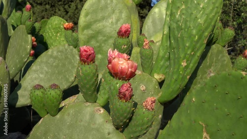 Opuntia ficus-indica in blooming season