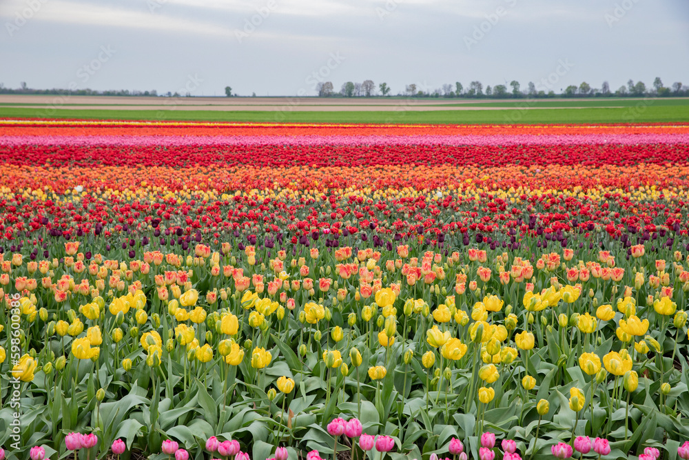 bright colored tulip field in the city of Grevenbroich germany