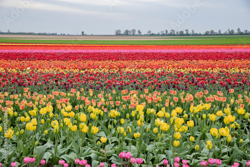 Wallpaper Mural bright colored tulip field in the city of Grevenbroich germany Torontodigital.ca