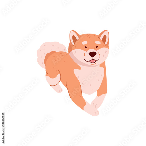 Shiba inu hunting dog breed bred in Japanese, flat vector illustration isolated.