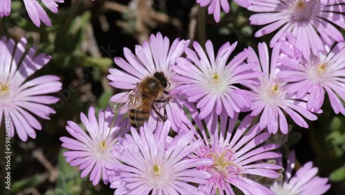 honey bee collecting pollen and nectar from spring flowers. bees pollenating flowers in the garden. worker bees collecting food for the bee colony. 