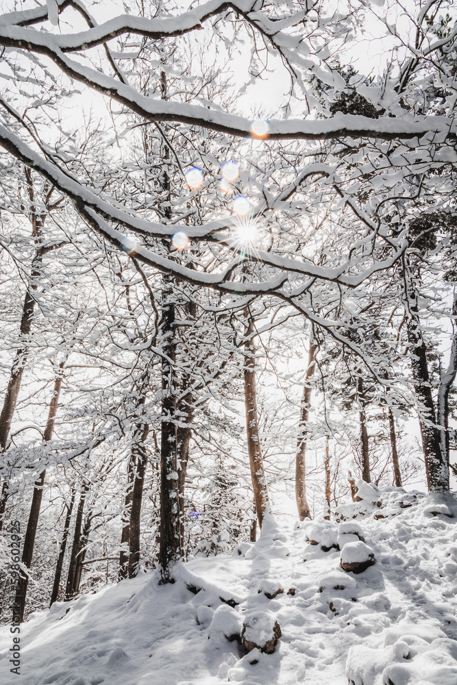 Obraz premium sunkissed winter in the forest