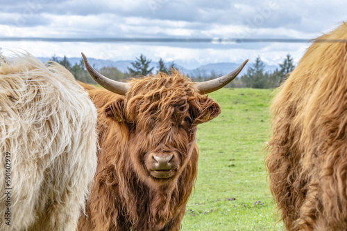 highland calf