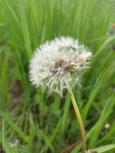 green grass and flowers in the garden 