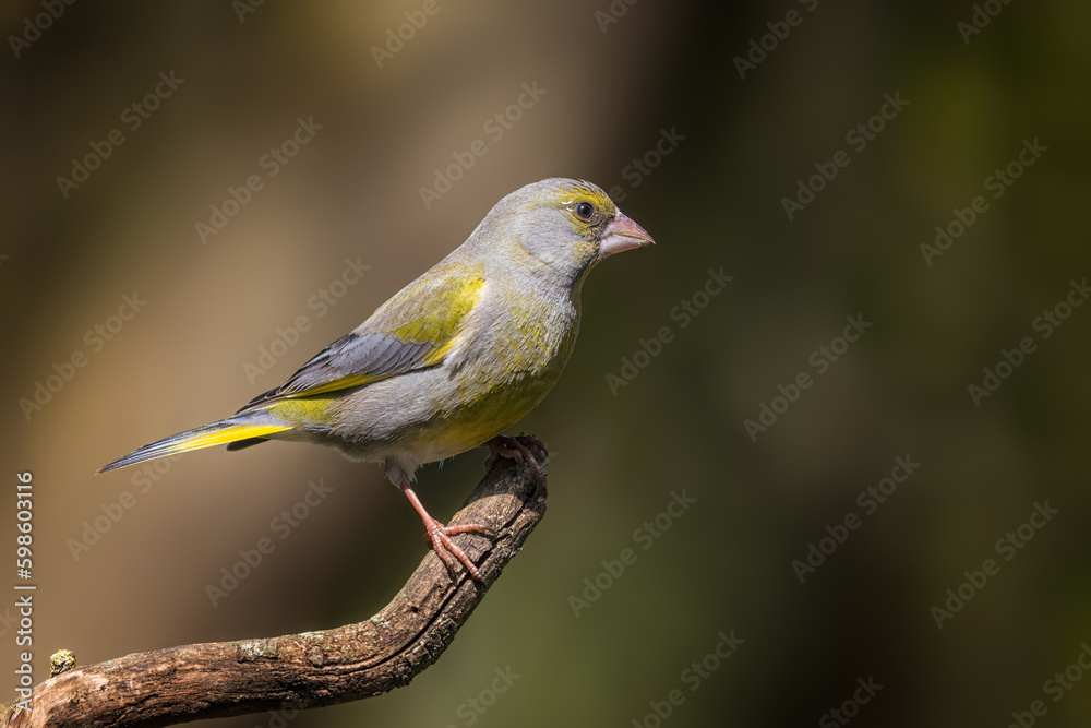 Bird portrait - European greenfinch Bird portrait - European greenfinch