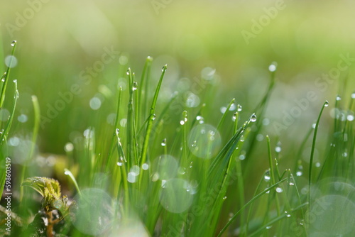 dew drops on grass
