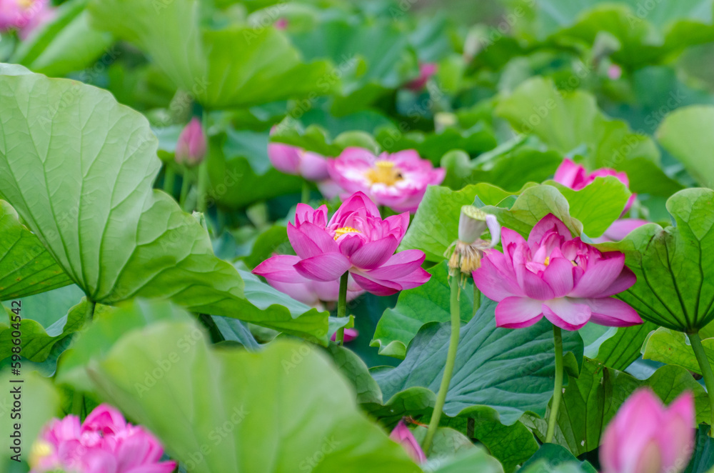 北海道に咲く蓮の花