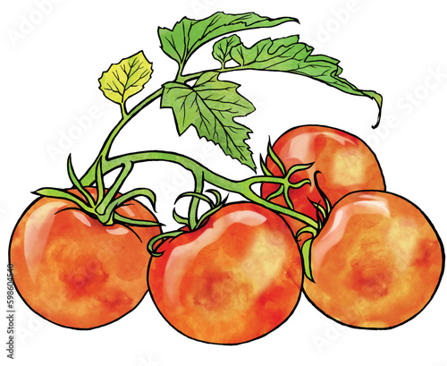 Drawing of ripe red tomatoes on a branch