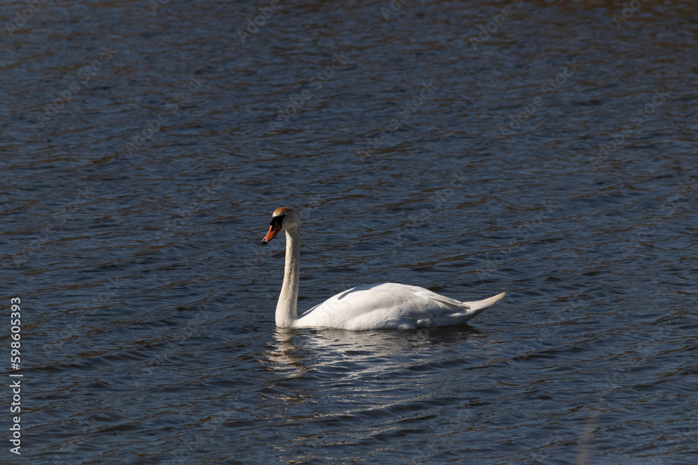 This beautiful swan is calmly swimming across this calm pond. The very long neck is reach out with her eyes looking around for food. The pretty orange beak is ready to scoop up whatever comes. This beautiful swan is calmly swimming across this calm pond. The very long neck is reach out with her eyes looking around for food. The pretty orange beak is ready to scoop up whatever comes.