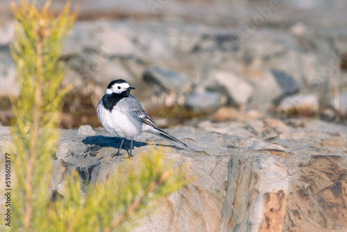 White wagtail (Motacilla alba) standing on a rocky hill in a community park in Finland