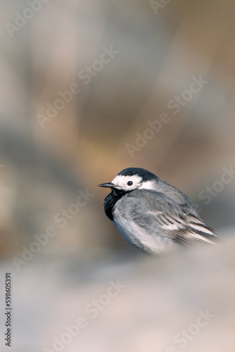 White wagtail (Motacilla alba) isolated from the white foreground and brown background